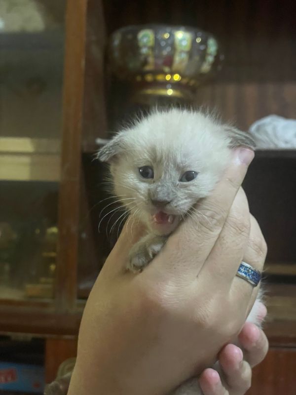 Продается котята. Девочки