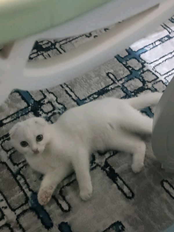 котенок пушок котенок пушок