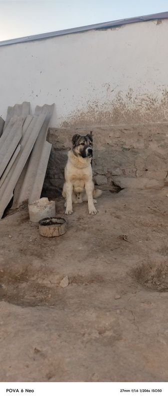 Алабай 9 месяцев Алабай 9 месяцев