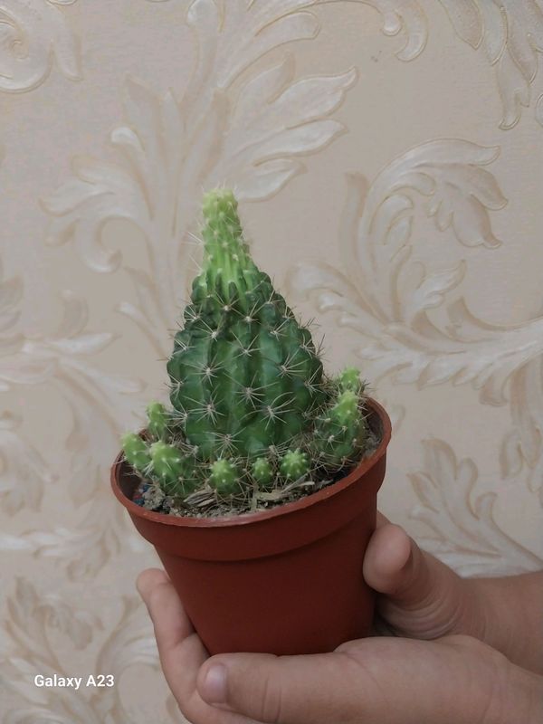 kaktus