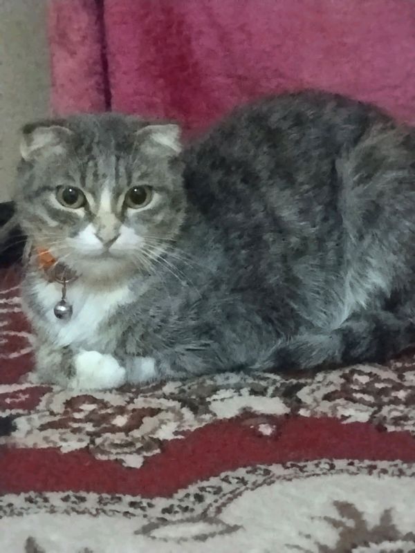 mushuklar sotiladi
