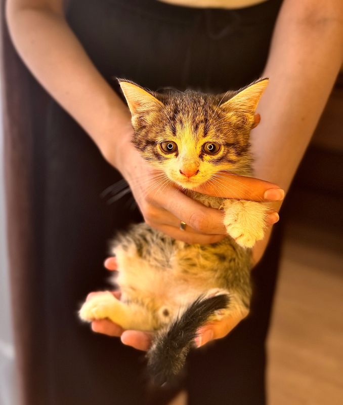 Котенок мальчик в добрые руки