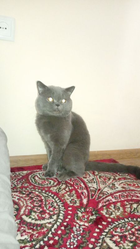 Кот ищет невесту вязка город Самарканд