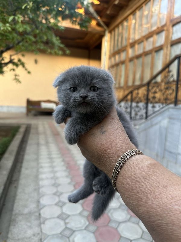 Скоттиш фолд котенок Скоттиш фолд котенок