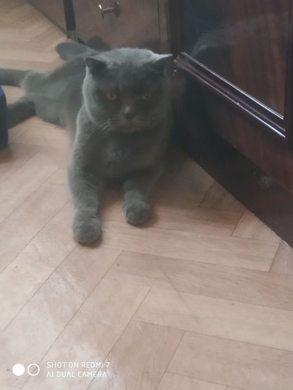 Кошка скотиш фолд Кошка скотиш фолд