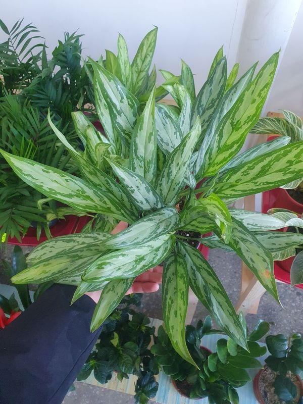 Aglaonema mariya аглаонема Мария