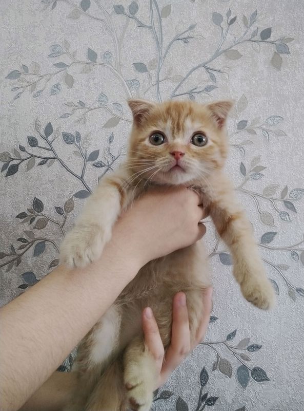 шотландский вислоухий