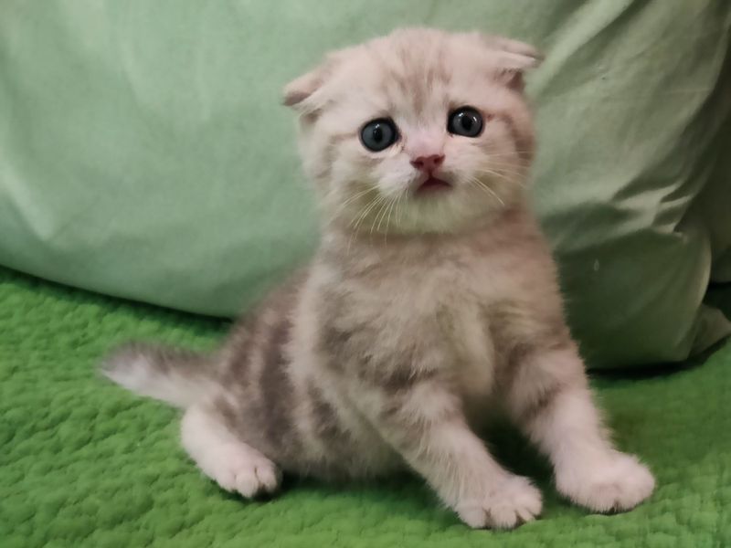 Скоттиш Фолд Вислоухий котенок