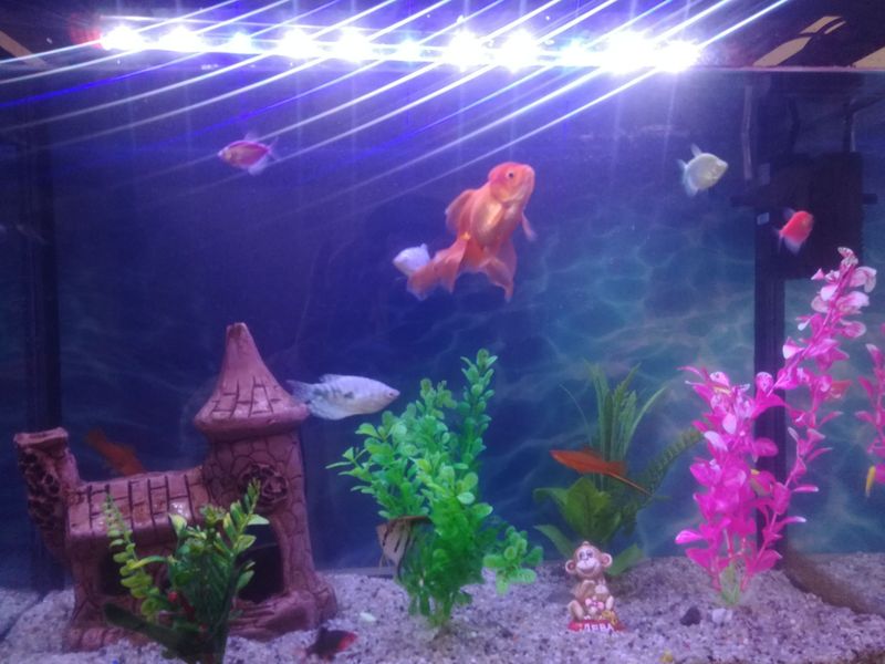 Akvarium baliqlari bilan 600 ming Akvarium baliqlari bilan 600 ming