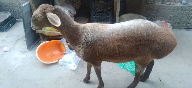 Soliq bogoz qoy sotiladi Soliq bogoz qoy sotiladi