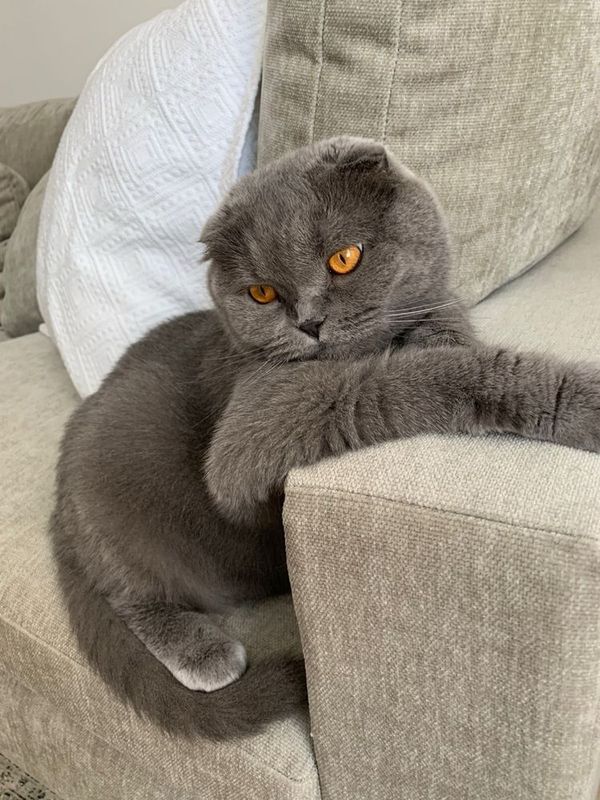 Шотландский вислоухий кот (СКОТИШ ФОЛД) Шотландский вислоухий кот (СКОТИШ ФОЛД)