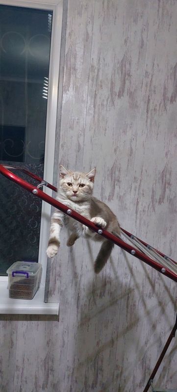 Skottish strayt toza zot