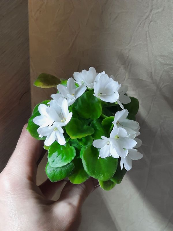 Продаю миниатюрную фиалку Optimara Little Crystal Продаю миниатюрную фиалку Optimara Little Crystal