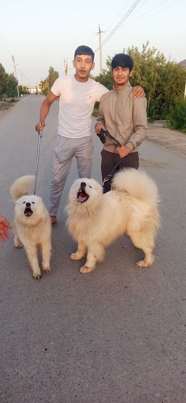 Samoyed itlari..