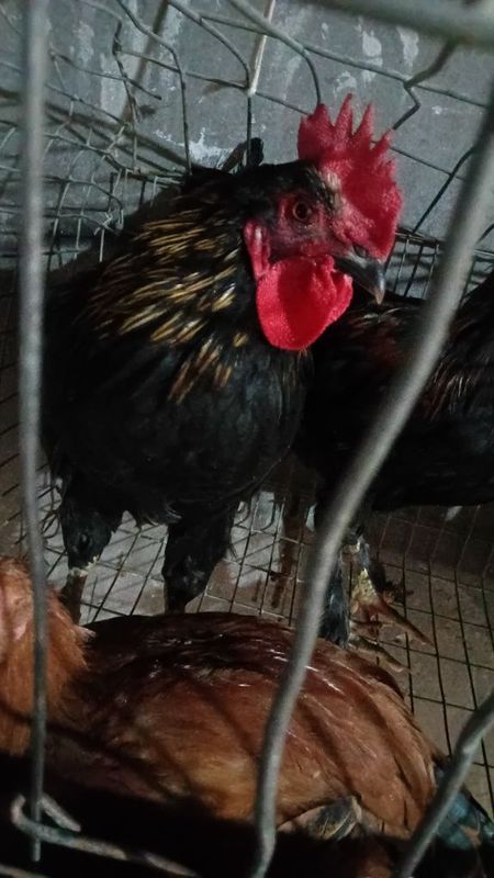 Qora shaxzoda xuroʻzi sotiladi