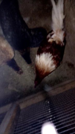 2 ta tovuq 1ta xuroz 2 ta tovuq 1ta xuroz