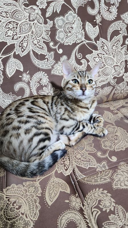 Bengal mushugi..