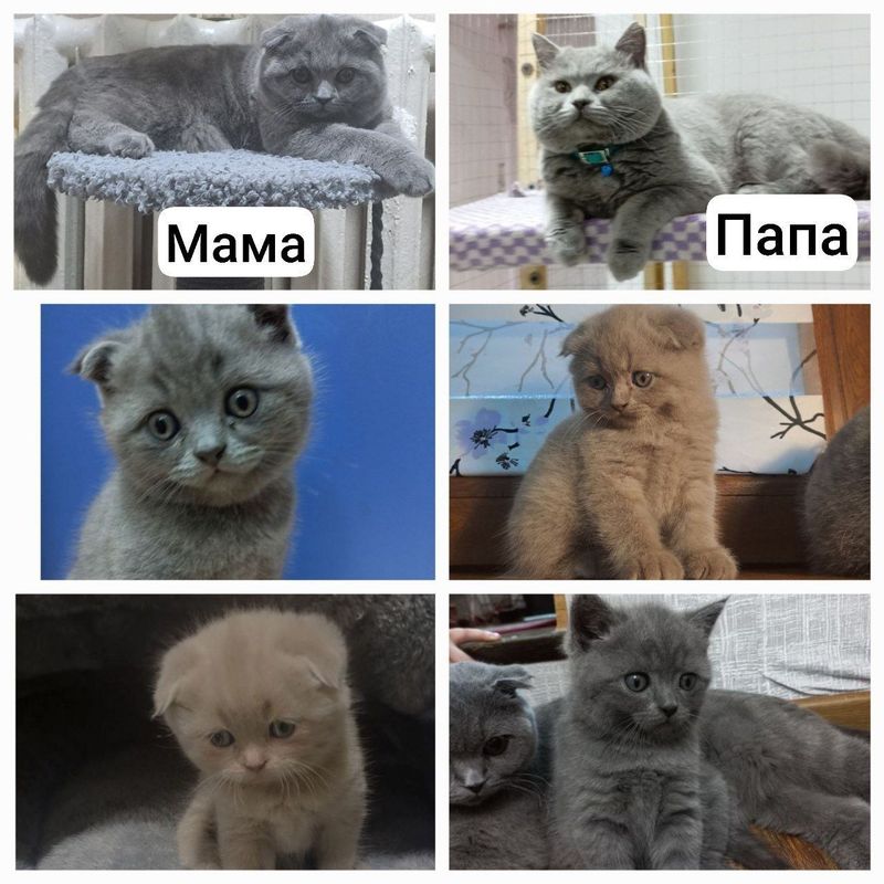 Котята Скотиш-Фолд
