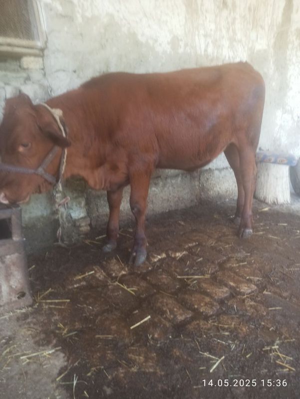 Toza eston, 4 dona Gerefort Toza eston, 4 dona Gerefort