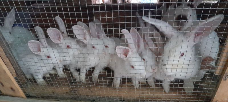 Продаются кролики и крольчата