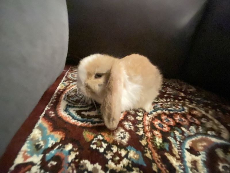Karlik Quyon 6 ta bor emizishtan cqan
