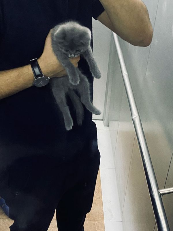 кошка (вислаухий) кошка (вислаухий)