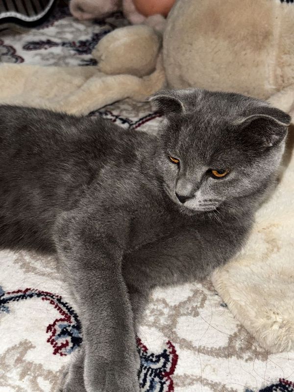 Scottish Fold mushug Scottish Fold mushug