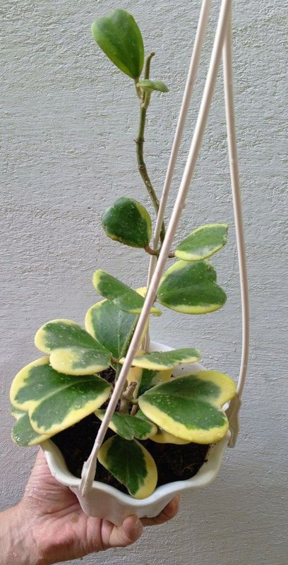 Хойя Керри вариегатная (Hoya Kerrii Variegata). Экзотическое растение Хойя Керри вариегатная (Hoya Kerrii Variegata). Экзотическое растение