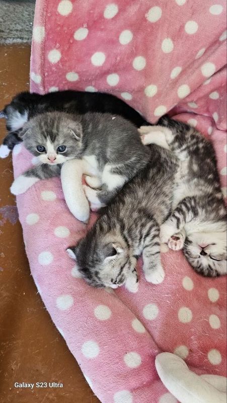 Продаются котята чистой породы скоттиш фольд Продаются котята чистой породы скоттиш фольд