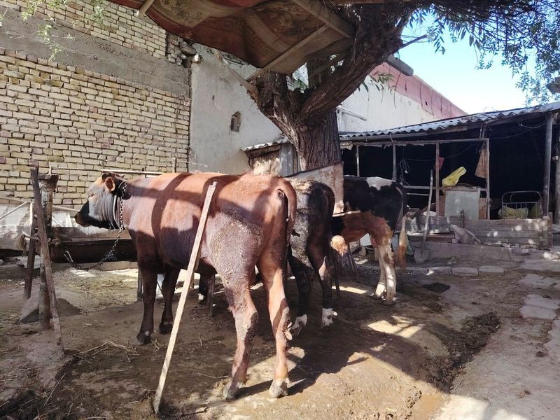 3 dona buqalar sotiladi 3 dona buqalar sotiladi