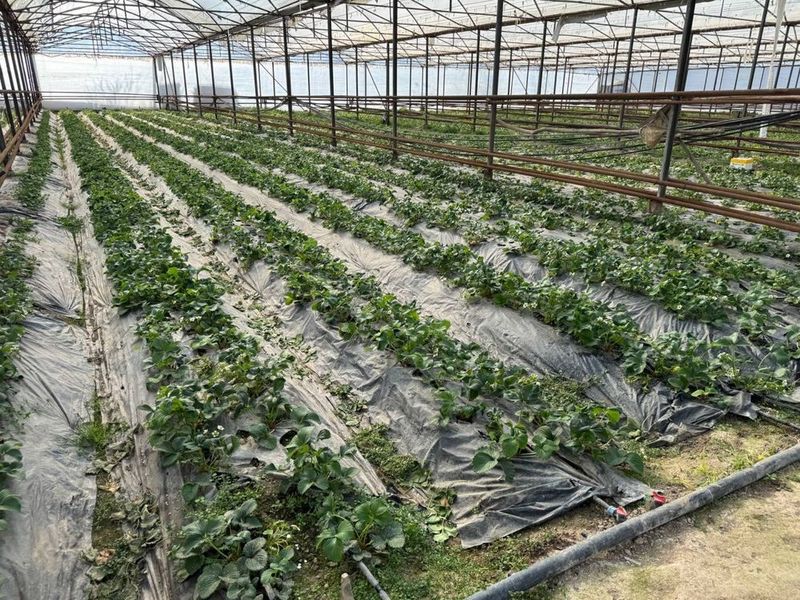 Teplitsa, tayyor biznes ijaraga beriladi Teplitsa, tayyor biznes ijaraga beriladi