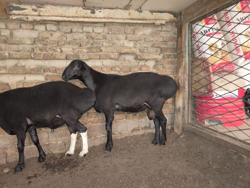 Qóchqorla sotiladi