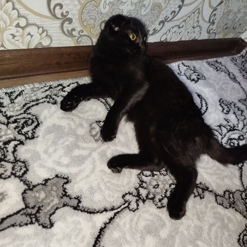 Zotdor mushuk sotiladi Zotdor mushuk sotiladi
