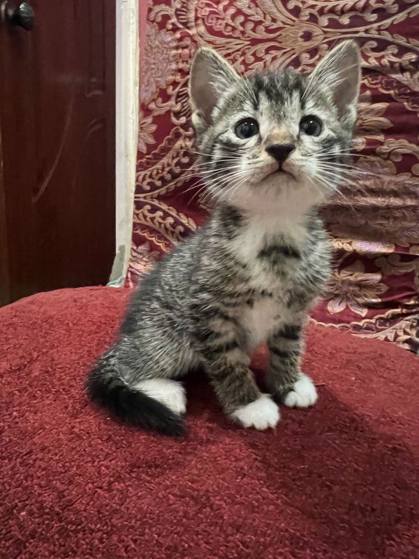 Котенок мальчик полосатик Котенок мальчик полосатик