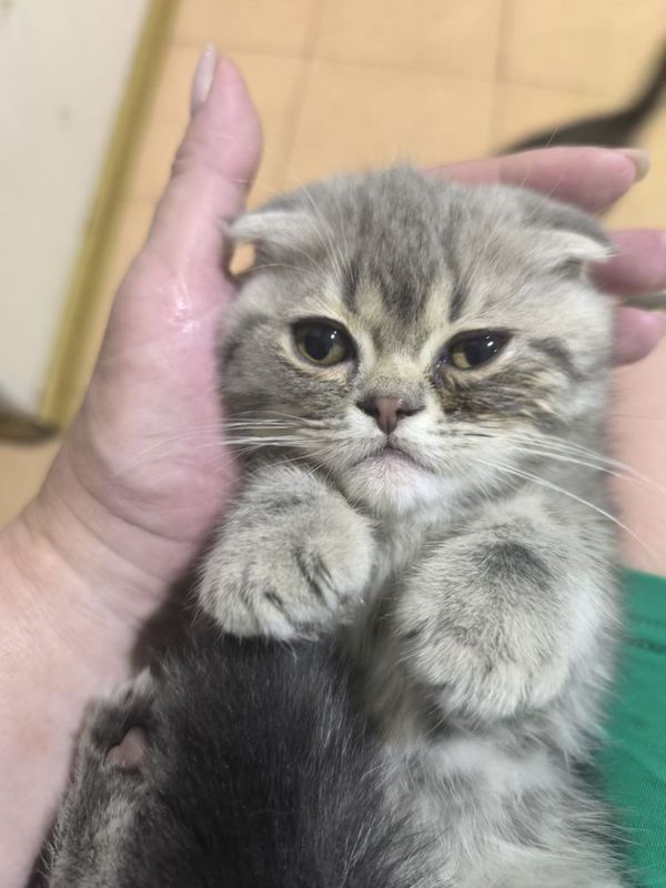 Котенок скотиш фолд Котенок скотиш фолд