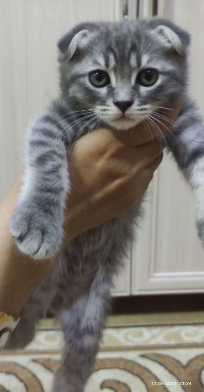 Продаются котята Продаются котята
