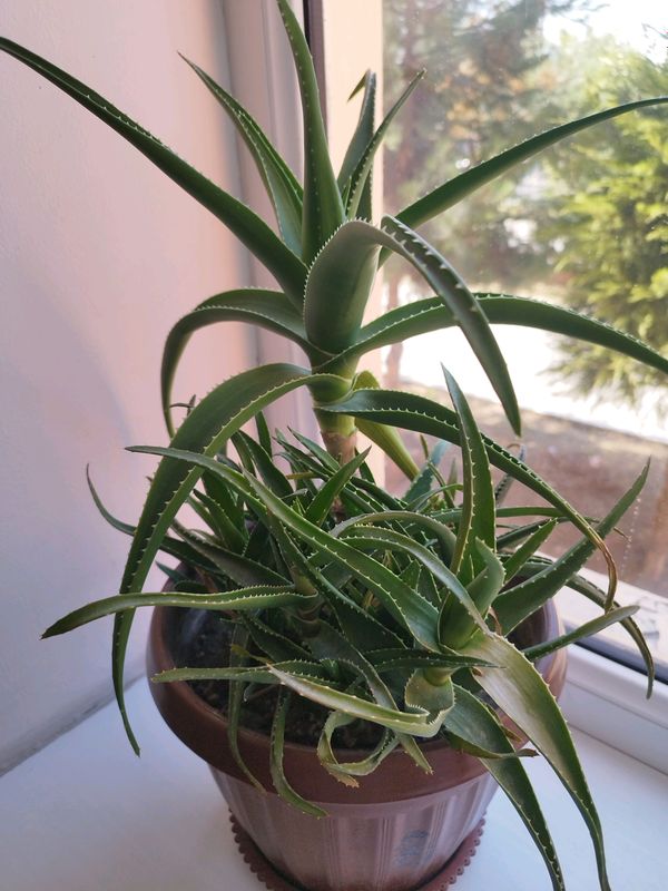 Aloe guli