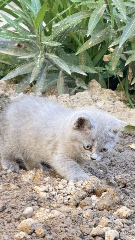 Mushuk bollari o’yinqaro chiroyliy va zotliy kelishtiriladi Mushuk bollari o’yinqaro chiroyliy va zotliy kelishtiriladi
