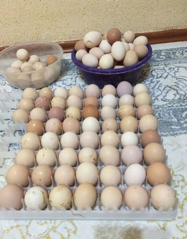 Продаются оплодотворенные яйцаа Продаются оплодотворенные яйцаа