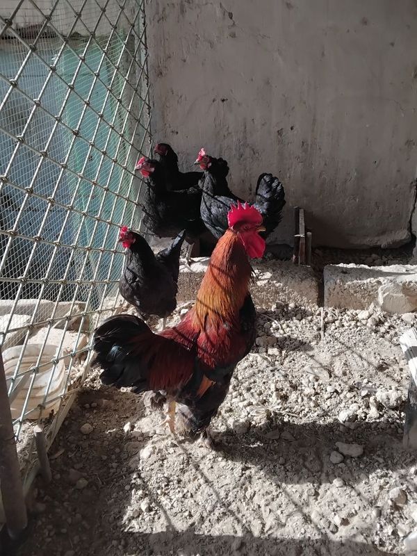 Honaki qora tovuqlar