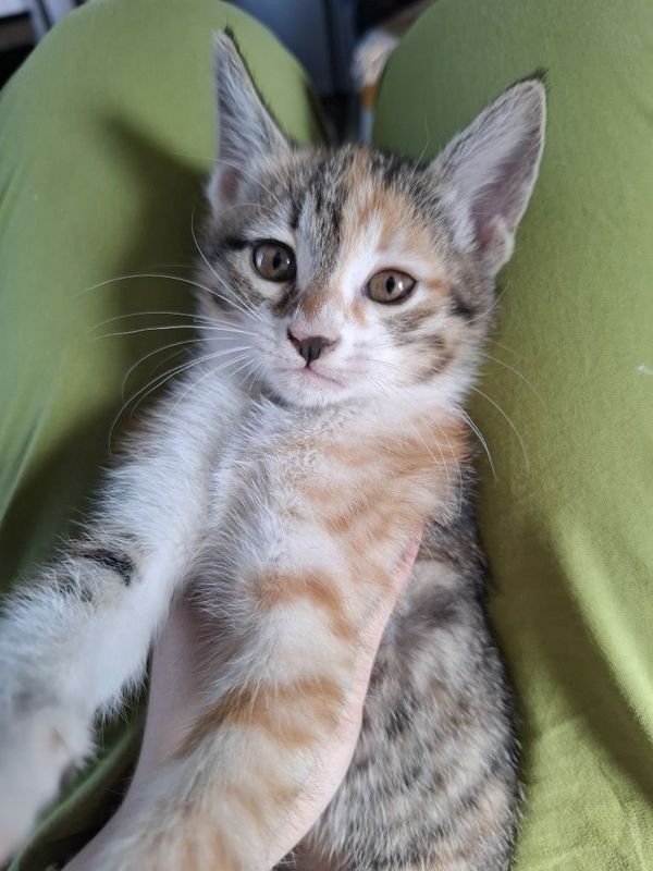 котята в хорошие руки котята в хорошие руки
