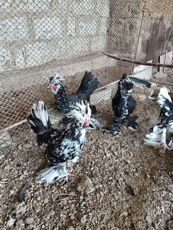 Корейски японкалар сотилади Корейски японкалар сотилади