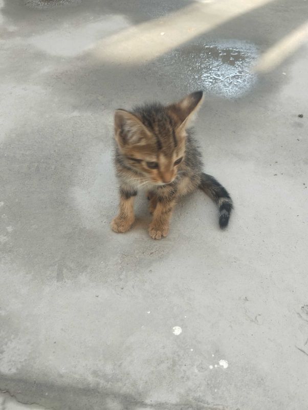 1 yarim oylik Bengal zodli tabiiy mushukcha 1 yarim oylik Bengal zodli tabiiy mushukcha