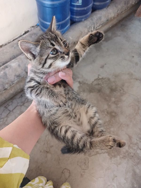 2 ta mushuk bolachasi 2 ta mushuk bolachasi
