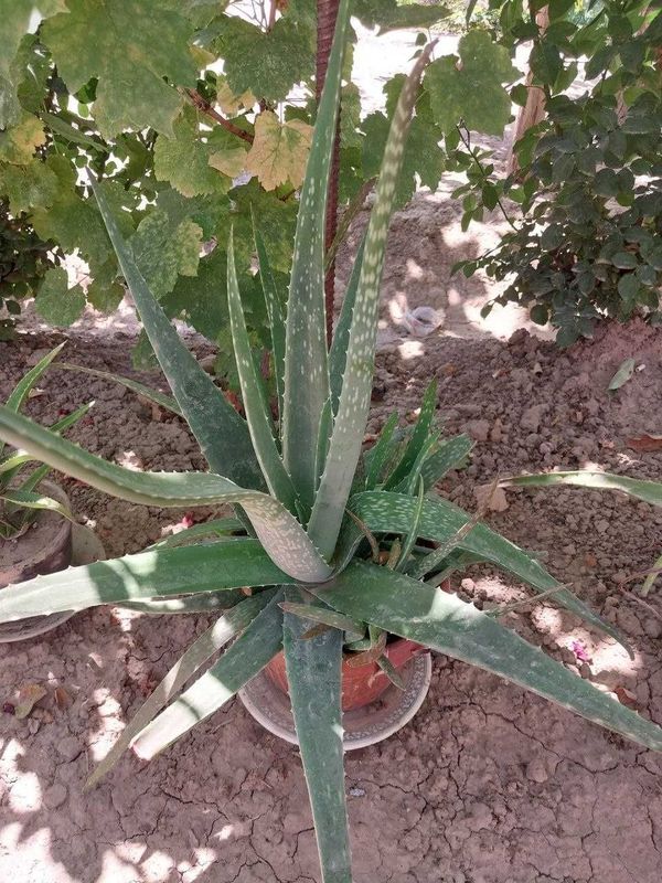 Dorivor aloe gullari sotiladi Dorivor aloe gullari sotiladi