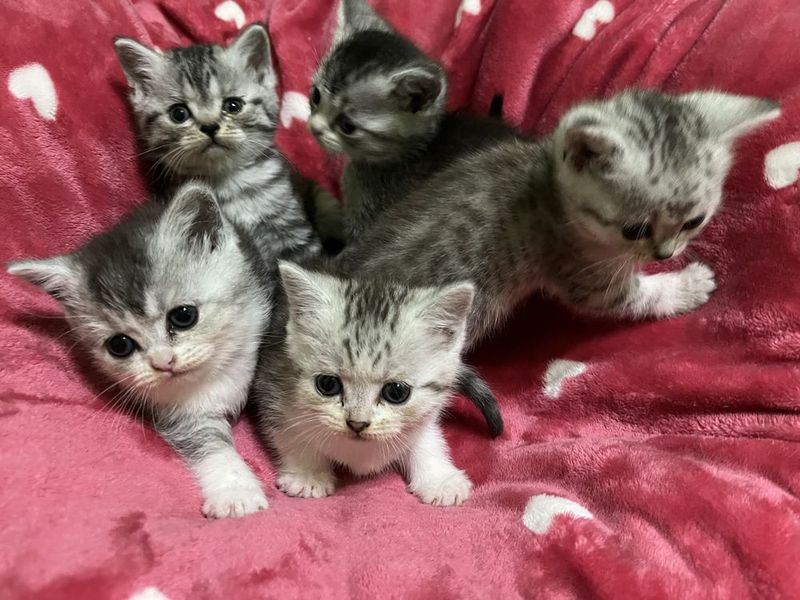 котята породы тайская шиншилла котята породы тайская шиншилла