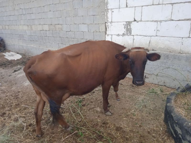 Yeb ichishi zõr sutu yog'lil 5 ta Dan 10 ta sutu bor Yeb ichishi zõr sutu yog'lil 5 ta Dan 10 ta sutu bor