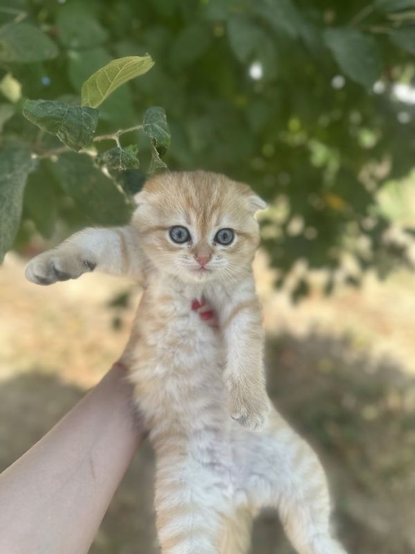 Котята от правильной вязки Котята от правильной вязки