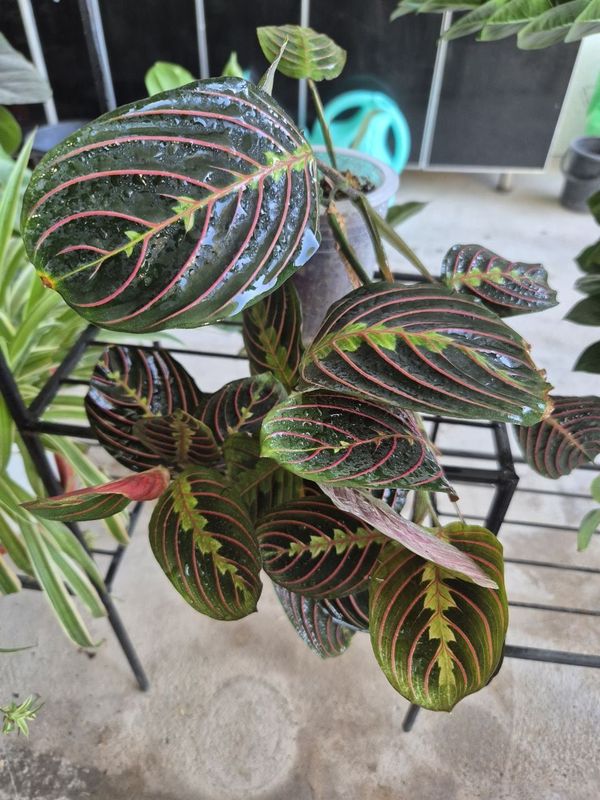 Maranta leuconeura arzon narxda Maranta leuconeura arzon narxda