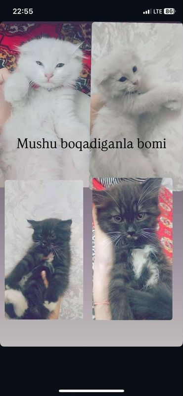 Mushuk sotladi sotib skotik fod qiz bola 1 oylik